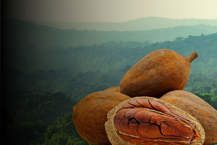 Simfoni Penawar Nusantara: Membedah Hakikat Minyak Tunjuk Langit Melalui Lensa Interdisiplin