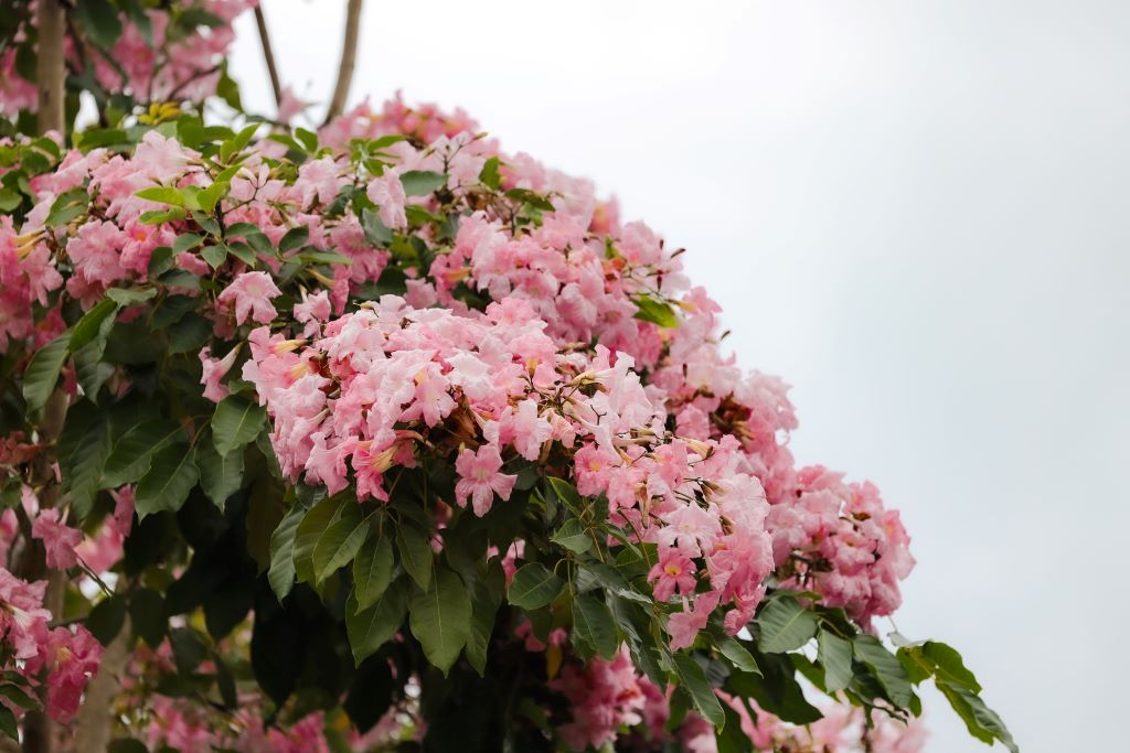 Keindahan pokok Tecoma, ibarat Sakura di Jepun serikan UMPSA Pekan
