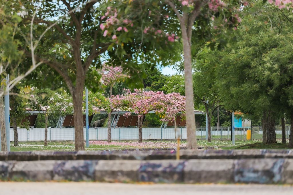 Keindahan pokok Tecoma, ibarat Sakura di Jepun serikan UMPSA Pekan