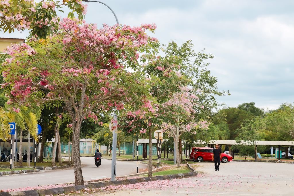 Keindahan pokok Tecoma, ibarat Sakura di Jepun serikan UMPSA Pekan
