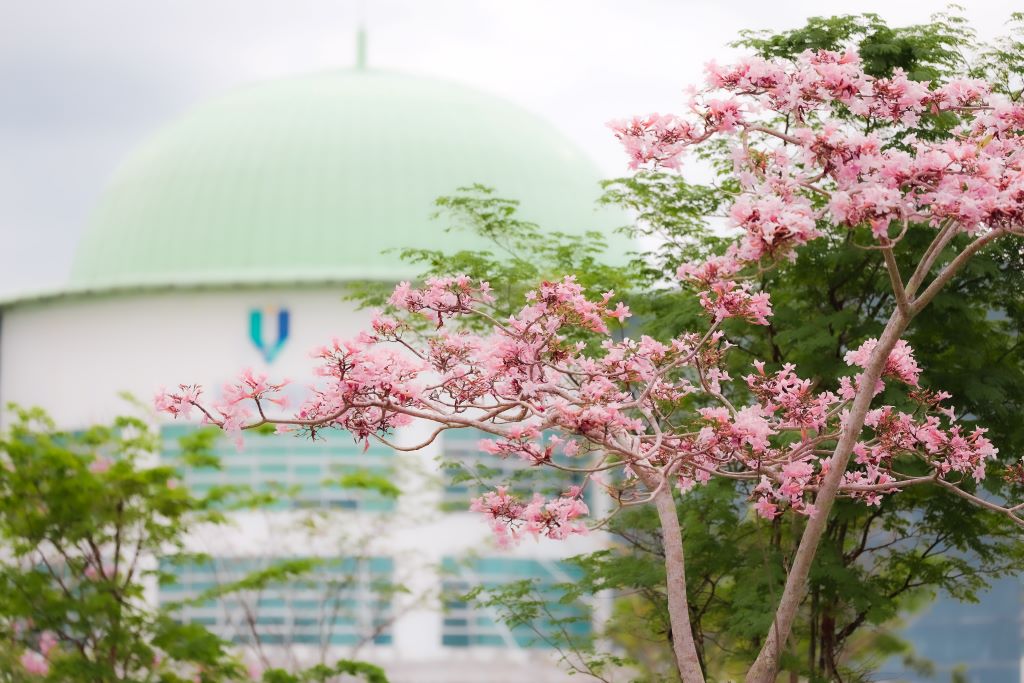 Keindahan pokok Tecoma, ibarat Sakura di Jepun serikan UMPSA Pekan
