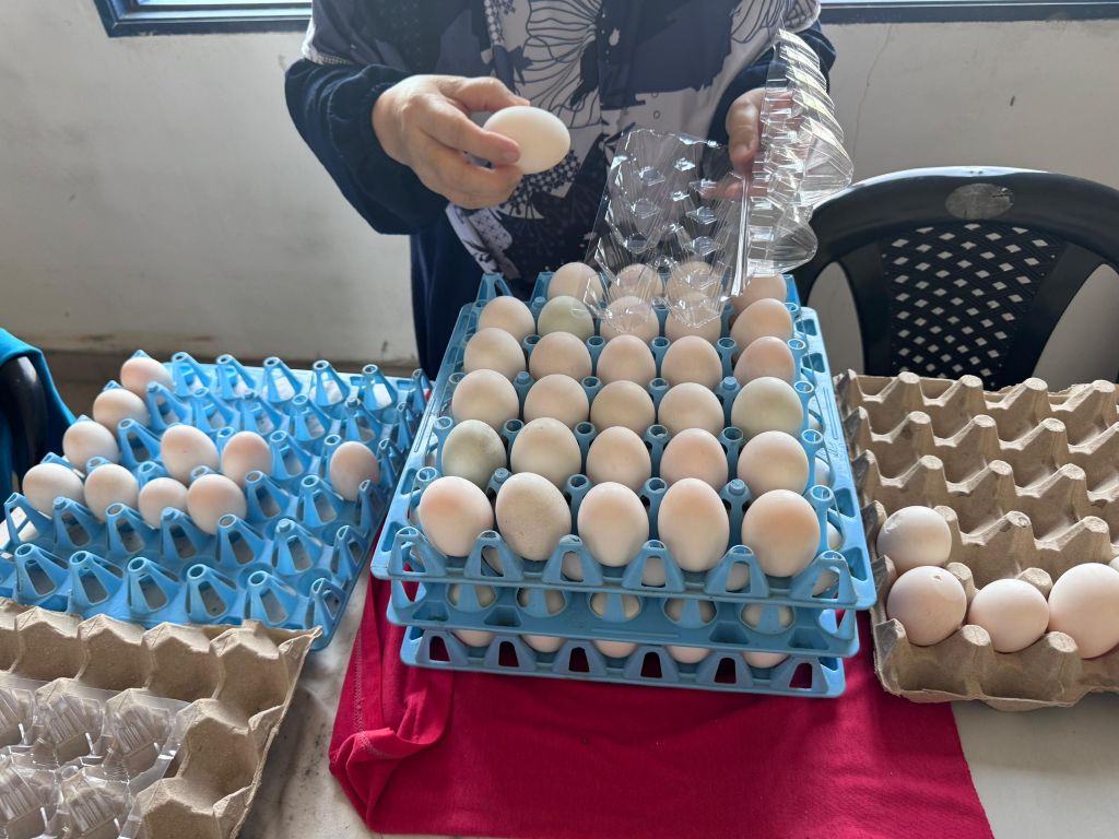 Menelusuri Potensi dan Masa Hadapan Penternakan Itik Penelur di Malaysia