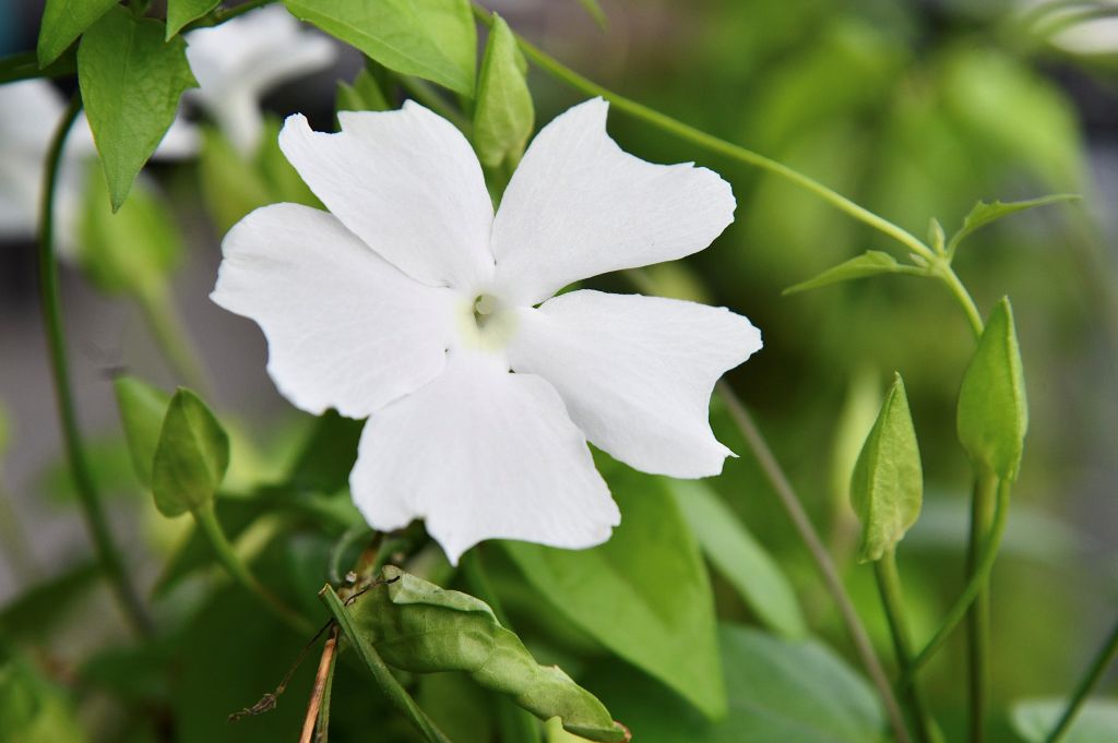 UMPSA researchers successfully identify Bunga Pekan species