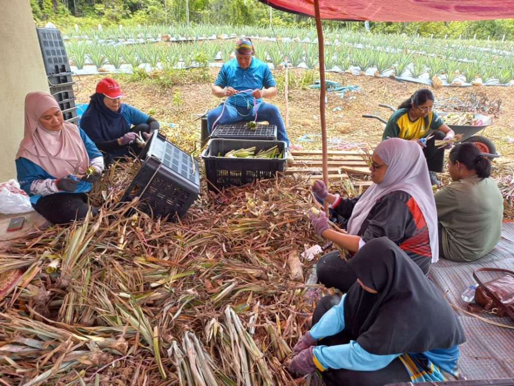 Profesor UMPSA turun padang untuk Projek Nanas MD2 pacu pendapatan komuniti Orang Asli