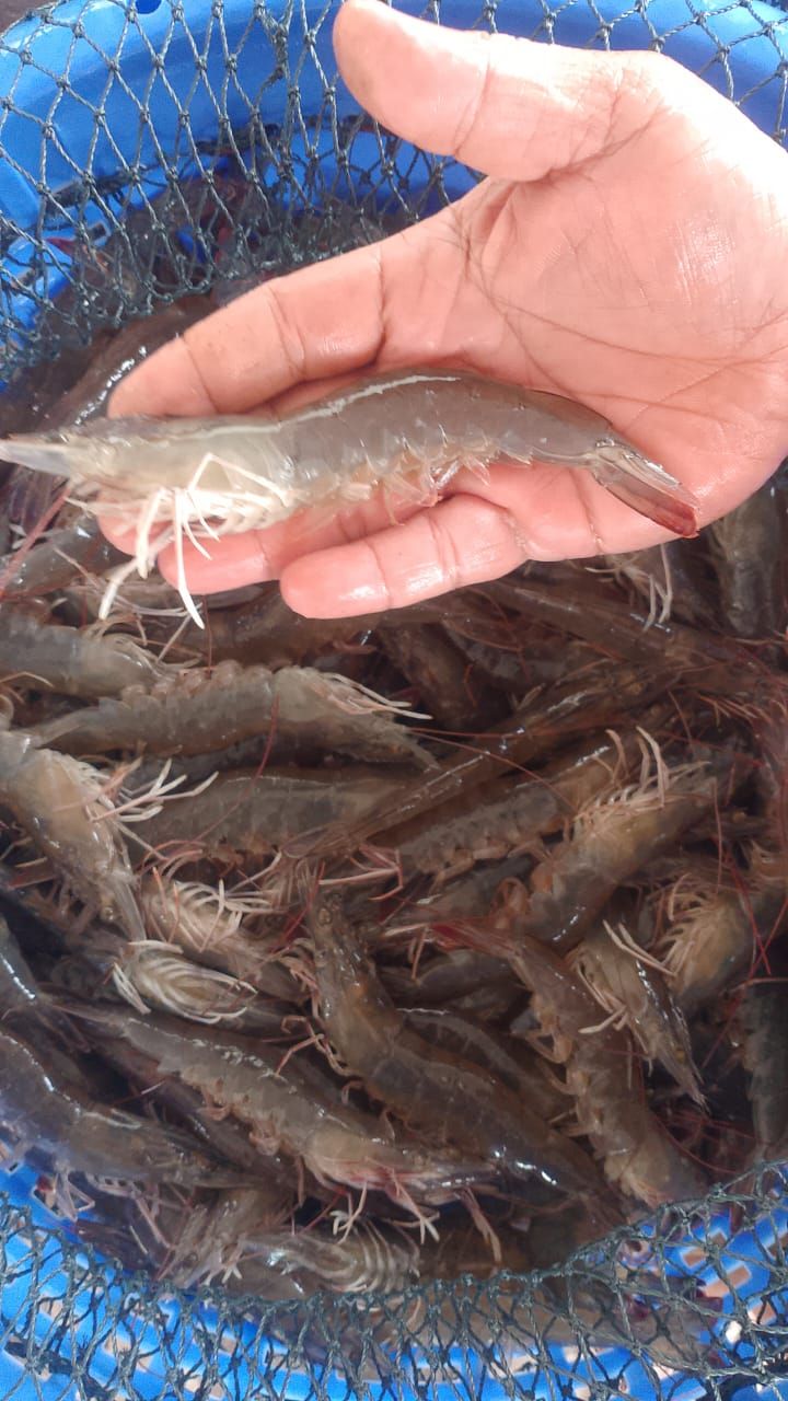 UMPSA introduces smart IoT aeration system, improves productivity and sustainability of community aquaculture