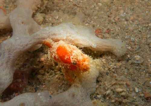 Exploration Dive: Finding the Frogfish