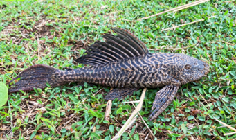 Penulis menjumpai ikan bandar raya di kawasan Tasik Pelindung, Kuantan, Pahang