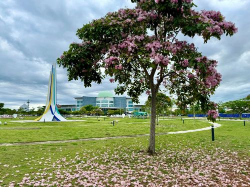 Keindahan pokok Tecoma, ibarat Sakura di Jepun serikan UMPSA Pekan