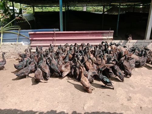 Menelusuri Potensi dan Masa Hadapan Penternakan Itik Penelur di Malaysia