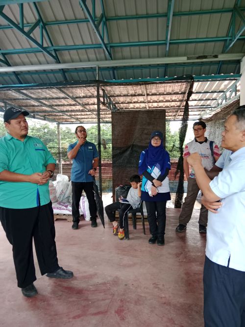 Menelusuri Potensi dan Masa Hadapan Penternakan Itik Penelur di Malaysia