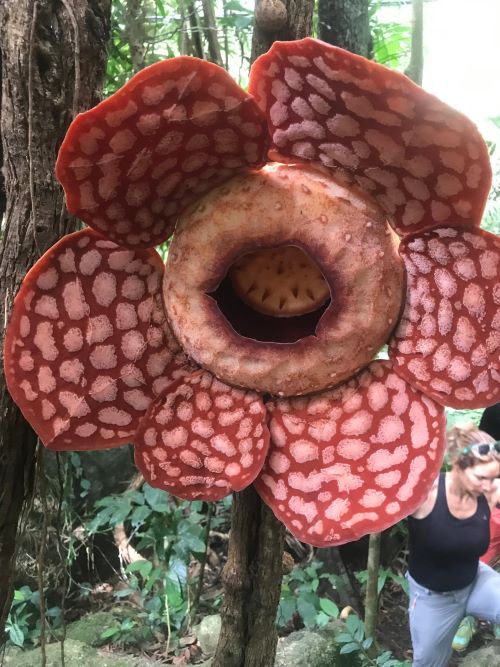 Pak Musa: Penjaga Fauna dan Malim Gunung Pulau Permata Tropika 