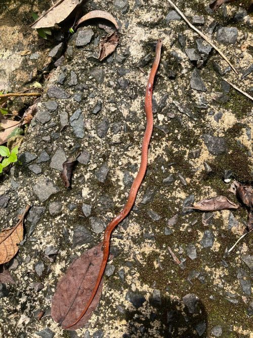 Pak Musa: Penjaga Fauna dan Malim Gunung Pulau Permata Tropika 