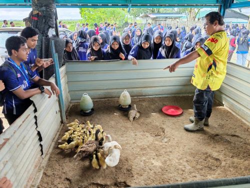 Peranan Penyelidik UMPSA Memacu Kejayaan Usahawan Penternakan Itik Penelur di Pekan