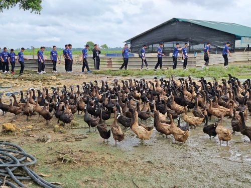 Peranan Penyelidik UMPSA Memacu Kejayaan Usahawan Penternakan Itik Penelur di Pekan