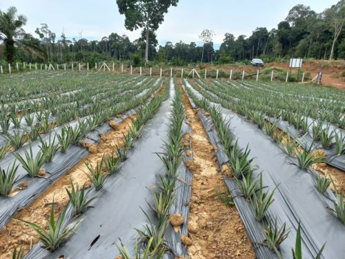 Profesor UMPSA turun padang untuk Projek Nanas MD2 pacu pendapatan komuniti Orang Asli