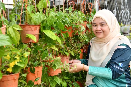 Program SULAM Aplikasi Dinding Hijau