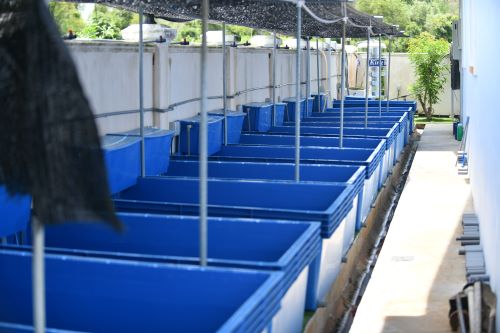 Sistem SMART Aqua pantau kualiti air hasilkan udang karang berkualiti