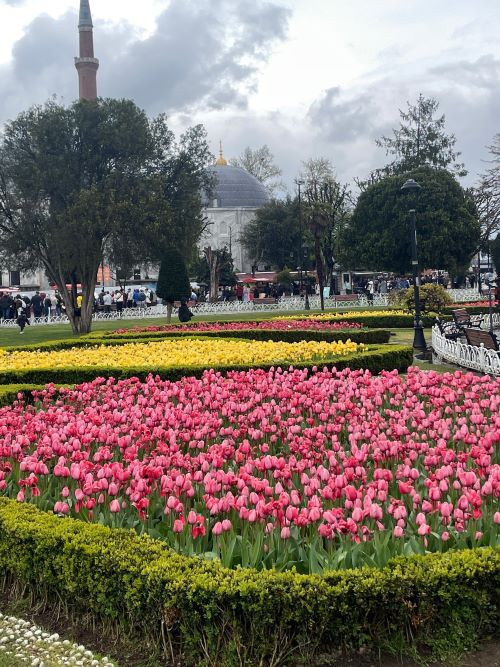 Tulips in Bloom and Eid in Spring