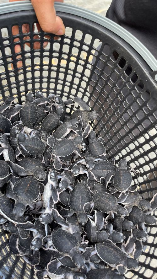 UMPSA sertai program Konservasi Biodiversiti di Pantai Chendor sempena Hari Maritim Sedunia 2025