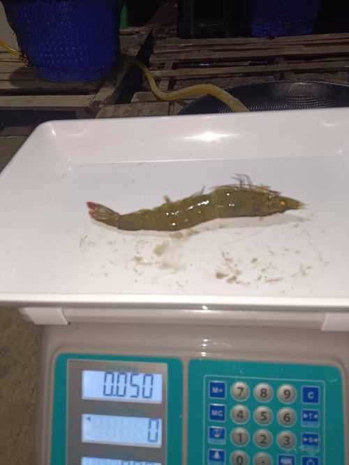 UMPSA perkenal sistem aerasi pintar IoT, tingkat produktiviti dan kelestarian akuakultur komuniti