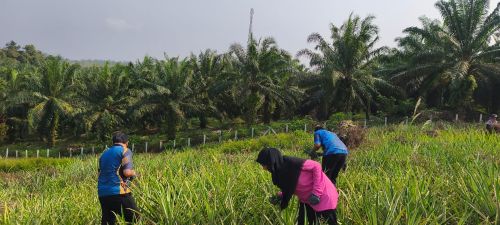 UMPSA perkasa kebun Nanas MD2, pacu ekonomi komuniti orang asli Kuin Lengut