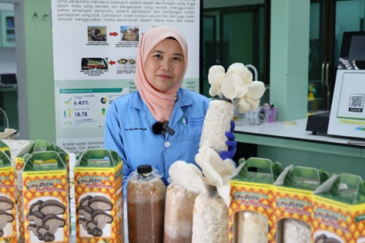 UMPSA Researchers develop innovative mushroom cultivation product using pineapple waste