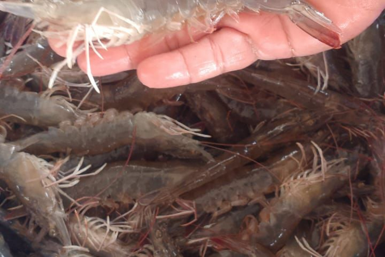 UMPSA introduces smart IoT aeration system, improves productivity and sustainability of community aquaculture