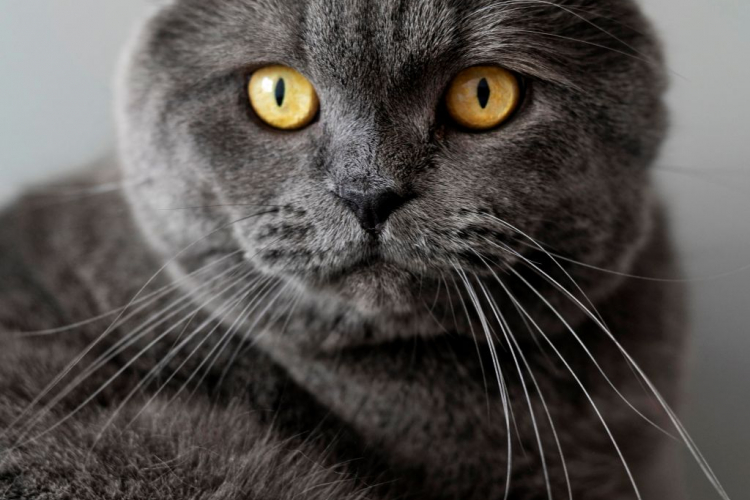 Si ‘Meow’ di Sebalik Tingkah Laku ‘Hooligan’