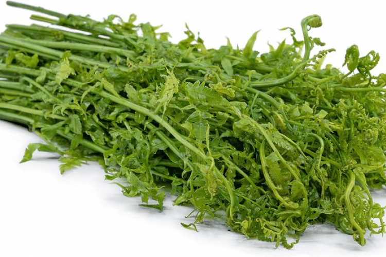 Metafora Kelestarian Alam Pucuk Paku dalam Tradisi Kulinari Nusantara