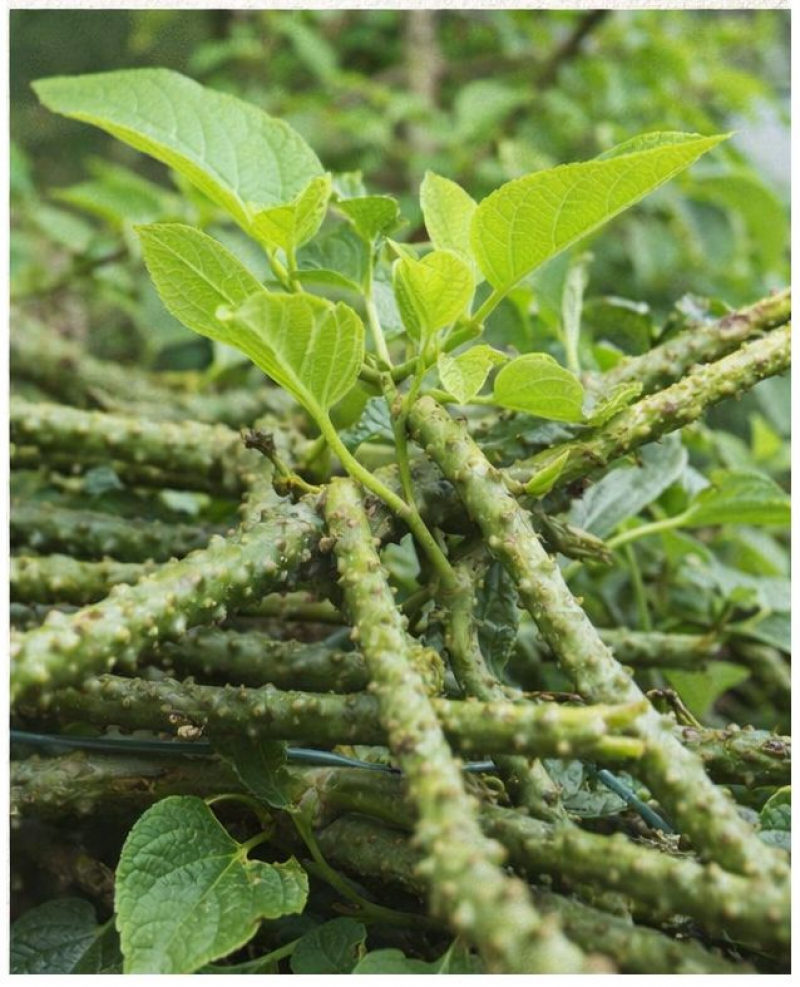 Alternatif Patawali dalam Merawat Kencing Manis: Mitos atau Realiti?