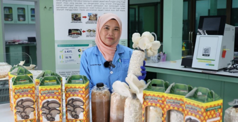 UMPSA Researchers develop innovative mushroom cultivation product using pineapple waste