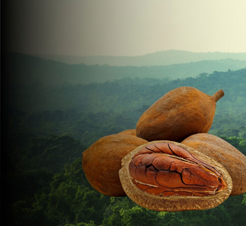 Simfoni Penawar Nusantara: Membedah Hakikat Minyak Tunjuk Langit Melalui Lensa Interdisiplin