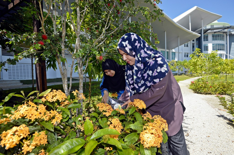 Compost fertiliser from palm oil mill waste for growing organic crops