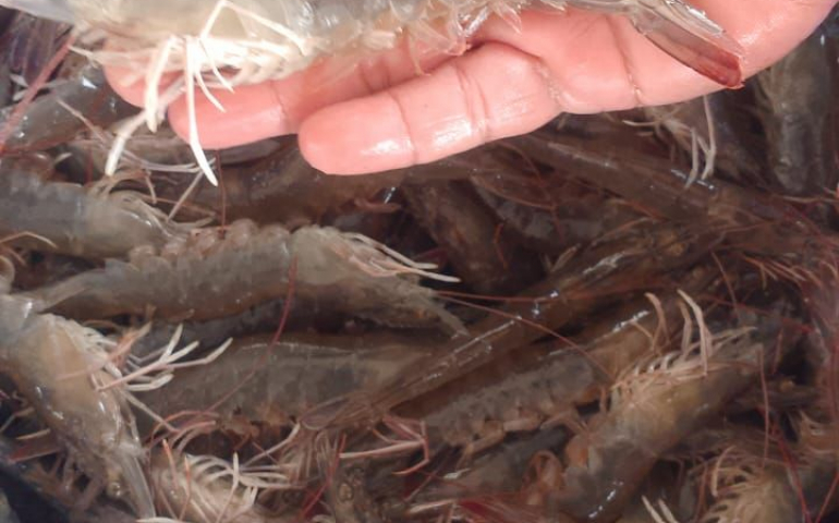 UMPSA introduces smart IoT aeration system, improves productivity and sustainability of community aquaculture